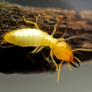 termite2