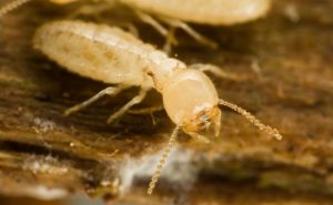 professional termite inspections in Jupiter FL