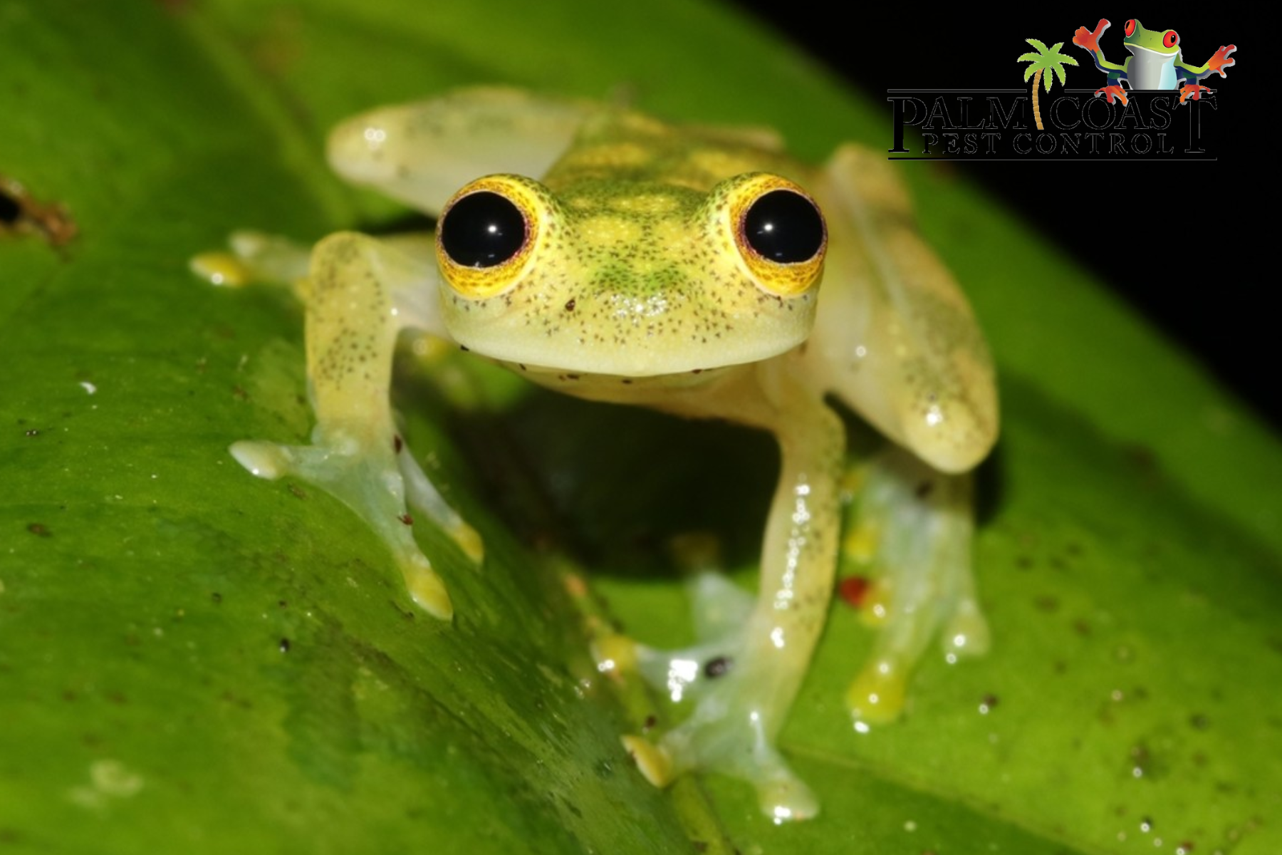 pest control north port
