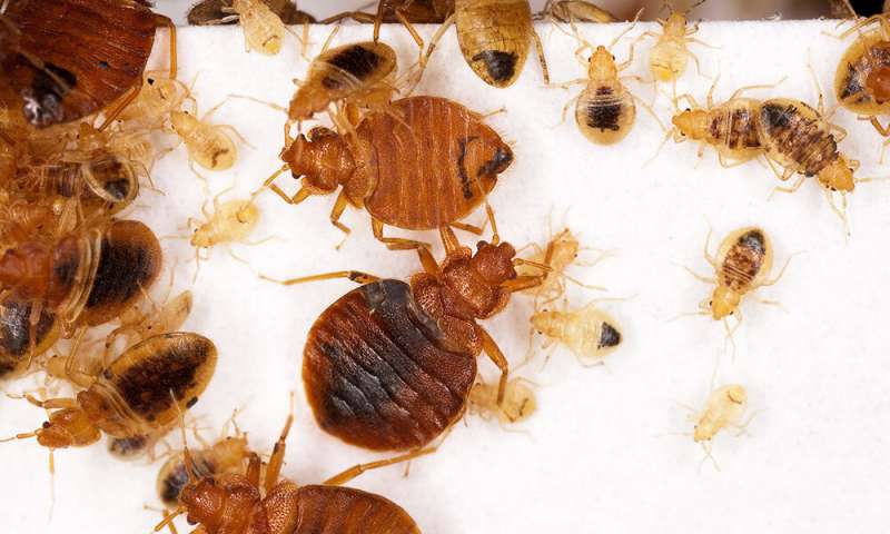 Key Warning Signs And Symptoms Of Bed Bugs