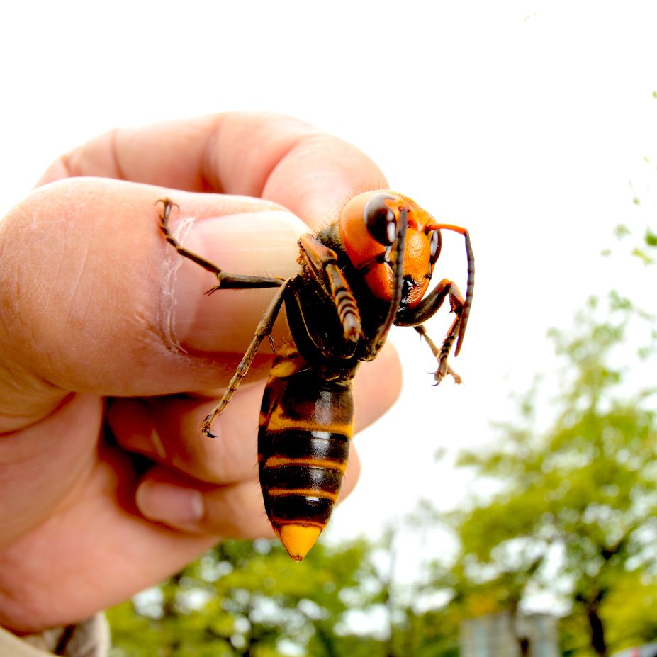 The Invasive Murder Hornet Pest Control Jupiter Termite Control