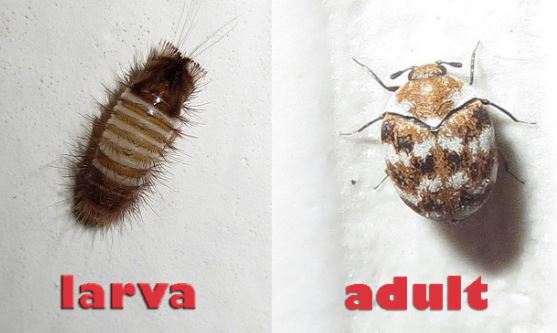 CARPET BEETLES AND YOUR HOME - Pest Control Jupiter | Termite Control ...