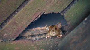 Rodents (3)