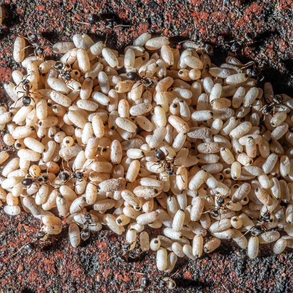 ANT PEST CONTROL SERVICES IN JUPITER, FLORIDA