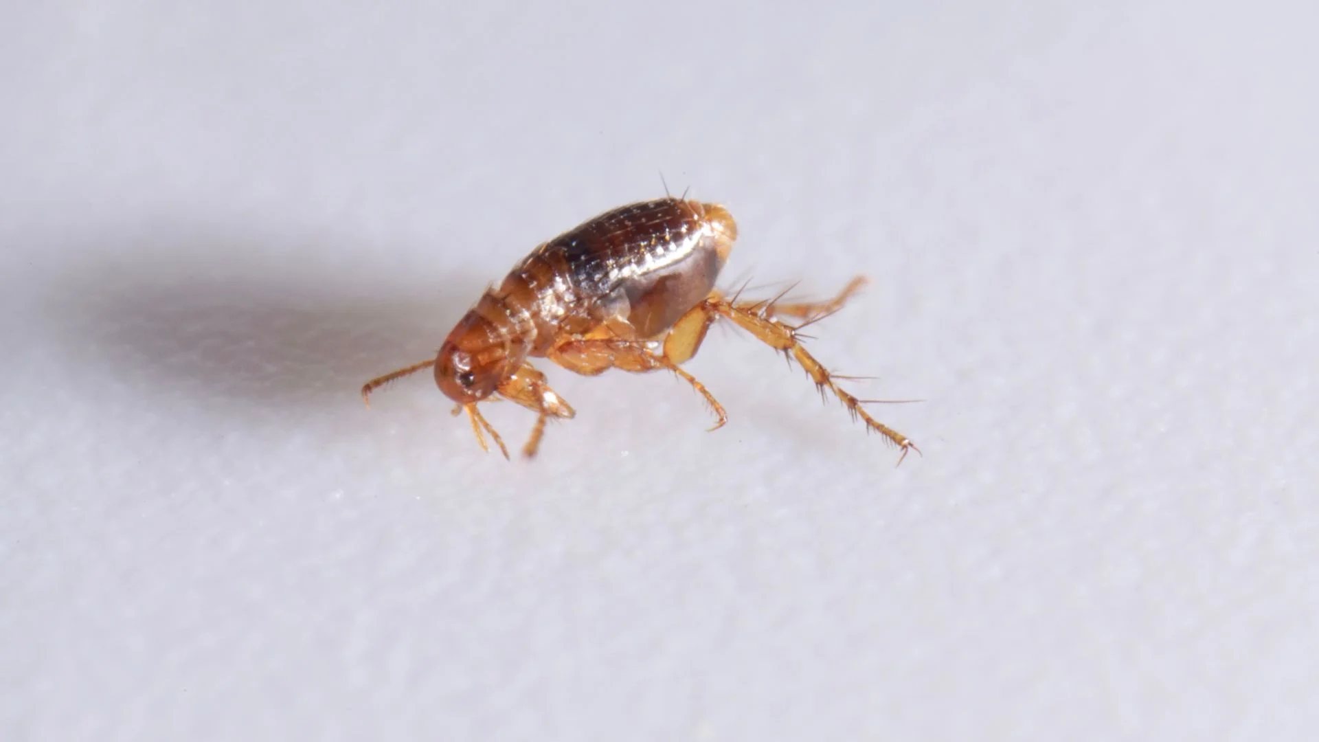 Are Fleas Dangerous