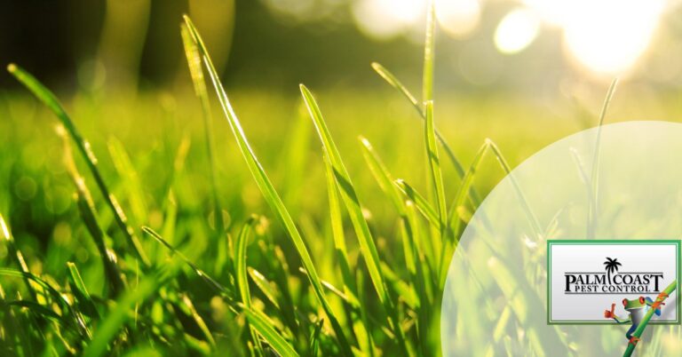 Pest control Melbourne FL