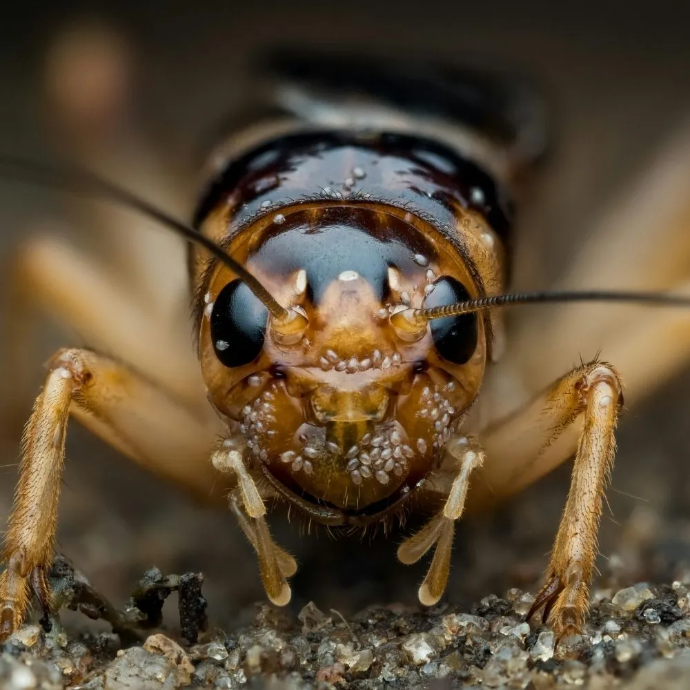 Cricket and Insect Pest Control