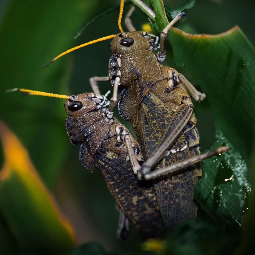 Effective Cricket Pest Control