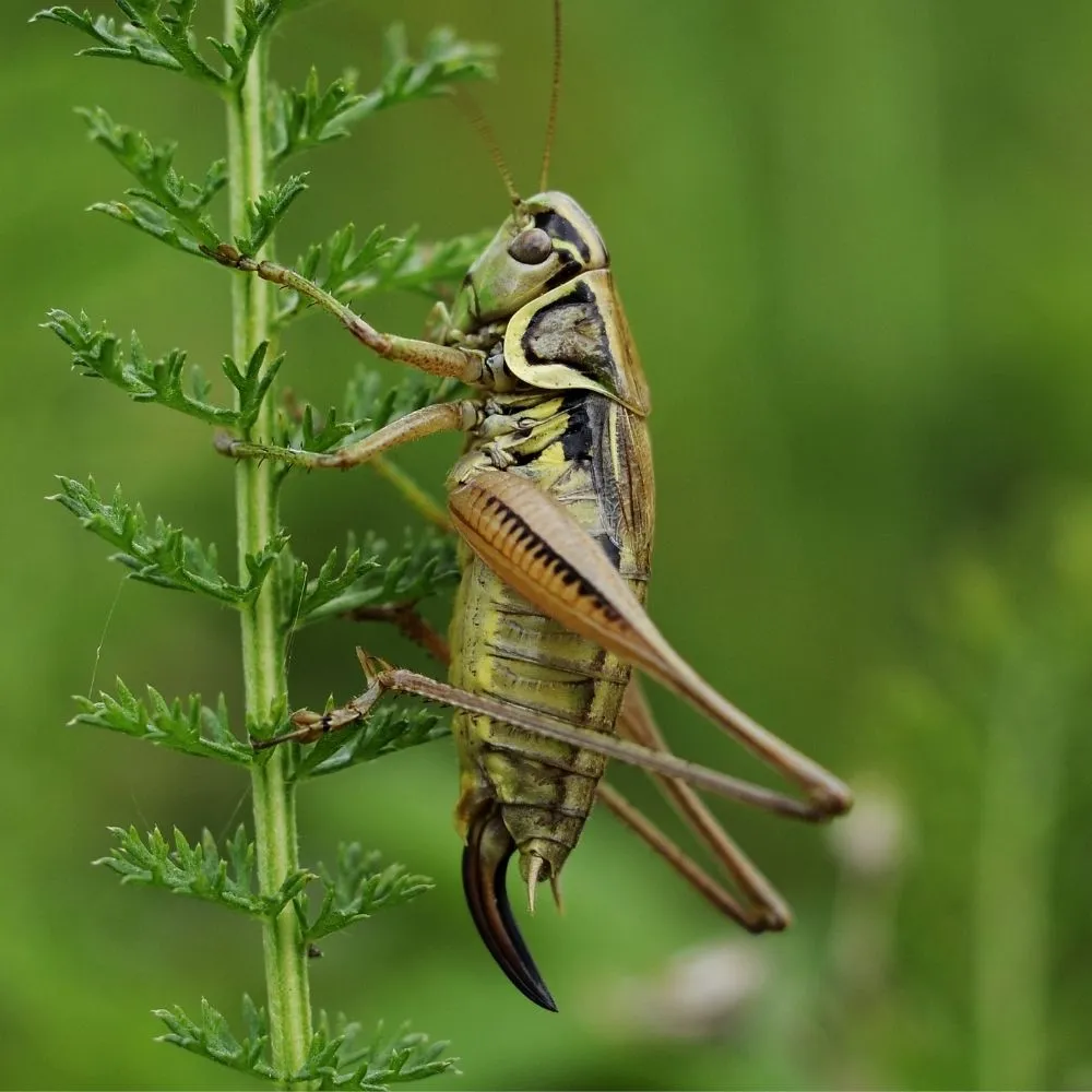 Effective Cricket and Insect Pest Control