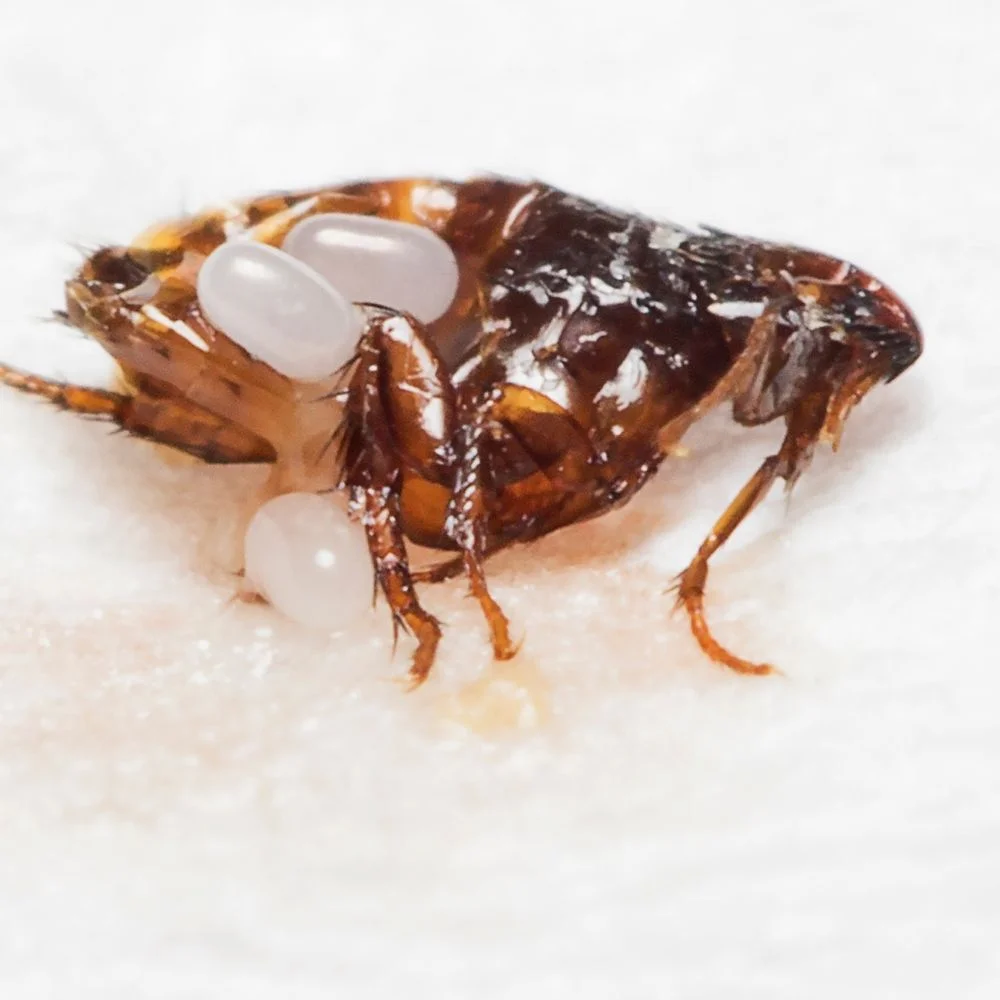 Effective Flea Treatment and Control Services