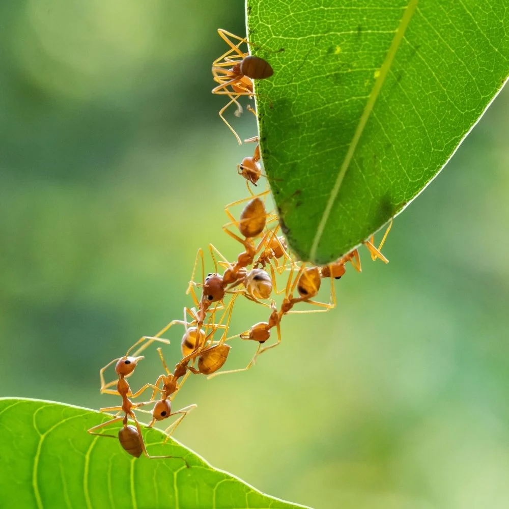 INTERIOR & EXTERIOR ANT PEST CONTROL
