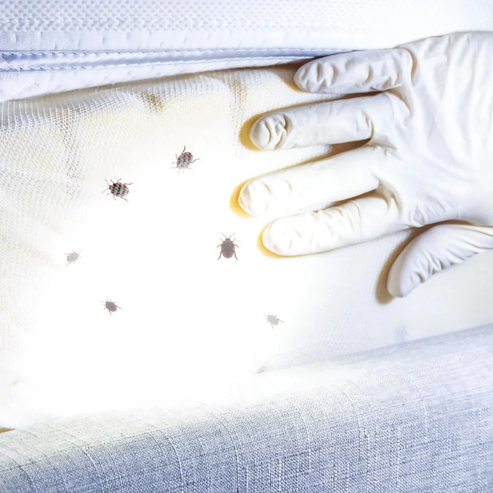 PROFESSIONAL EXTERMINATION SERVICES