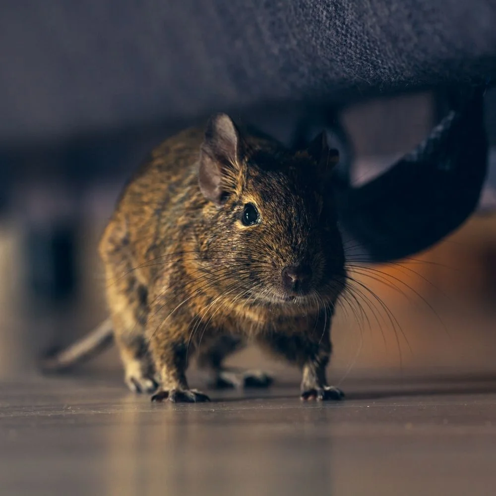PROFESSIONAL LOCAL RODENT CONTROL SERVICES