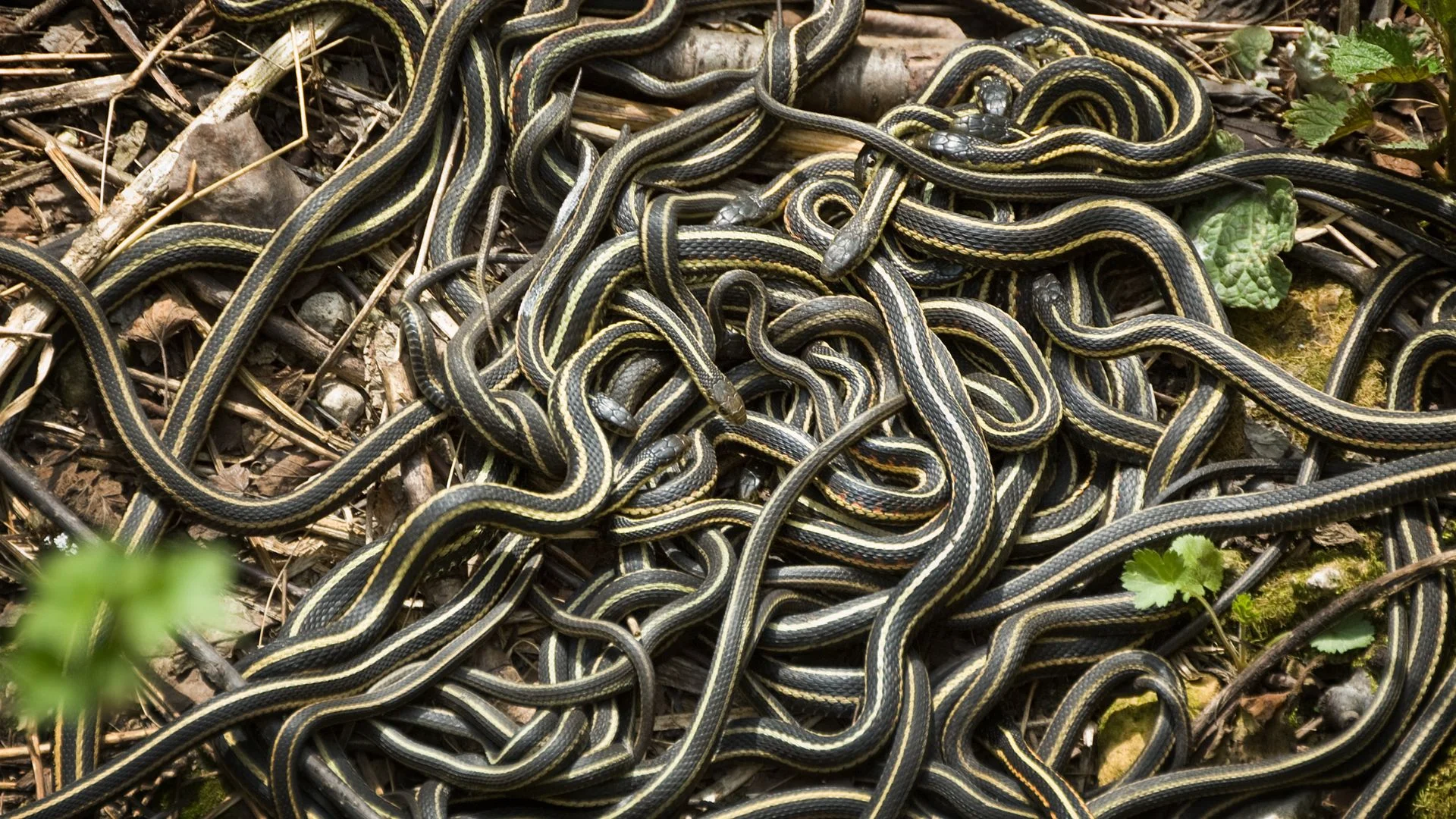 Palm Coast Pest Control's Wildlife Services