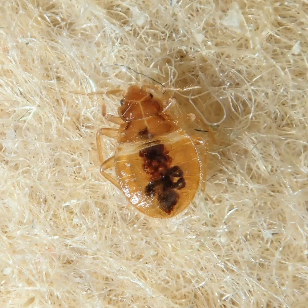 QUALITY BED BUG EXTERMINATION SERVICES