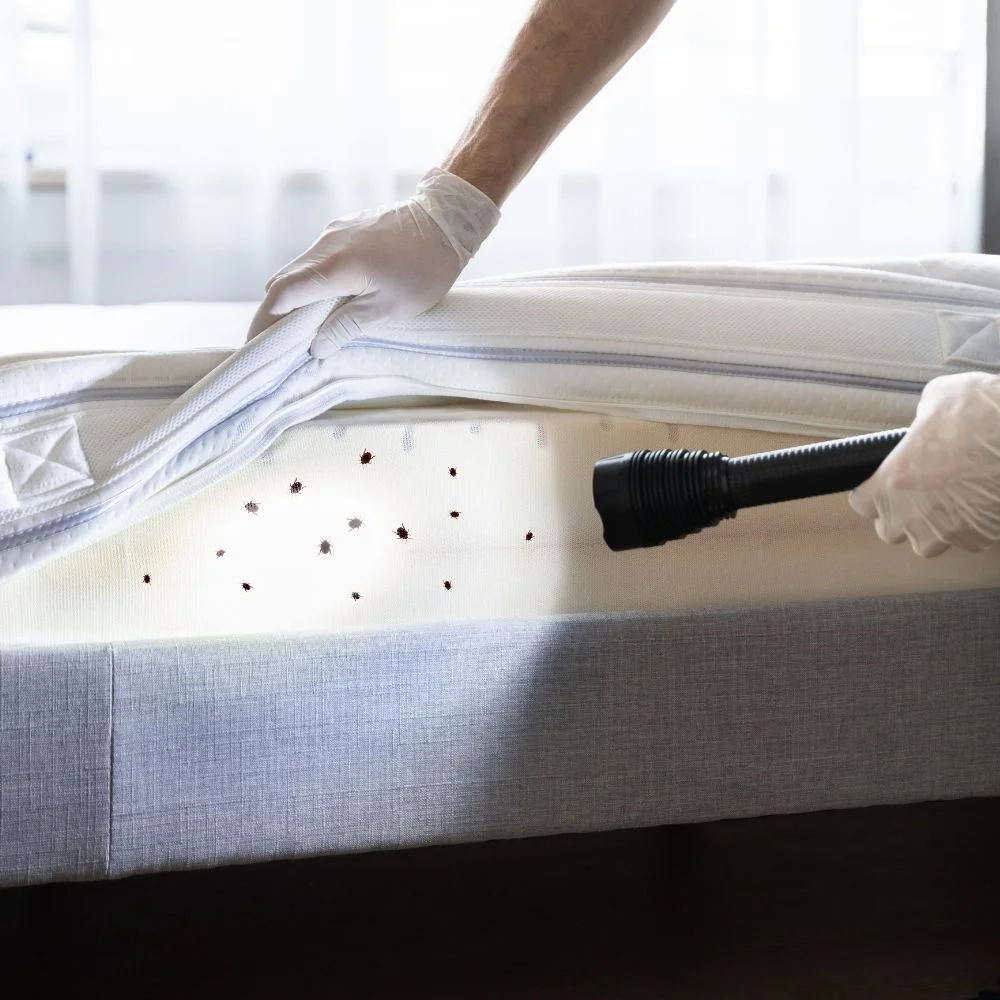 Quality BED BUG EXTERMINATION