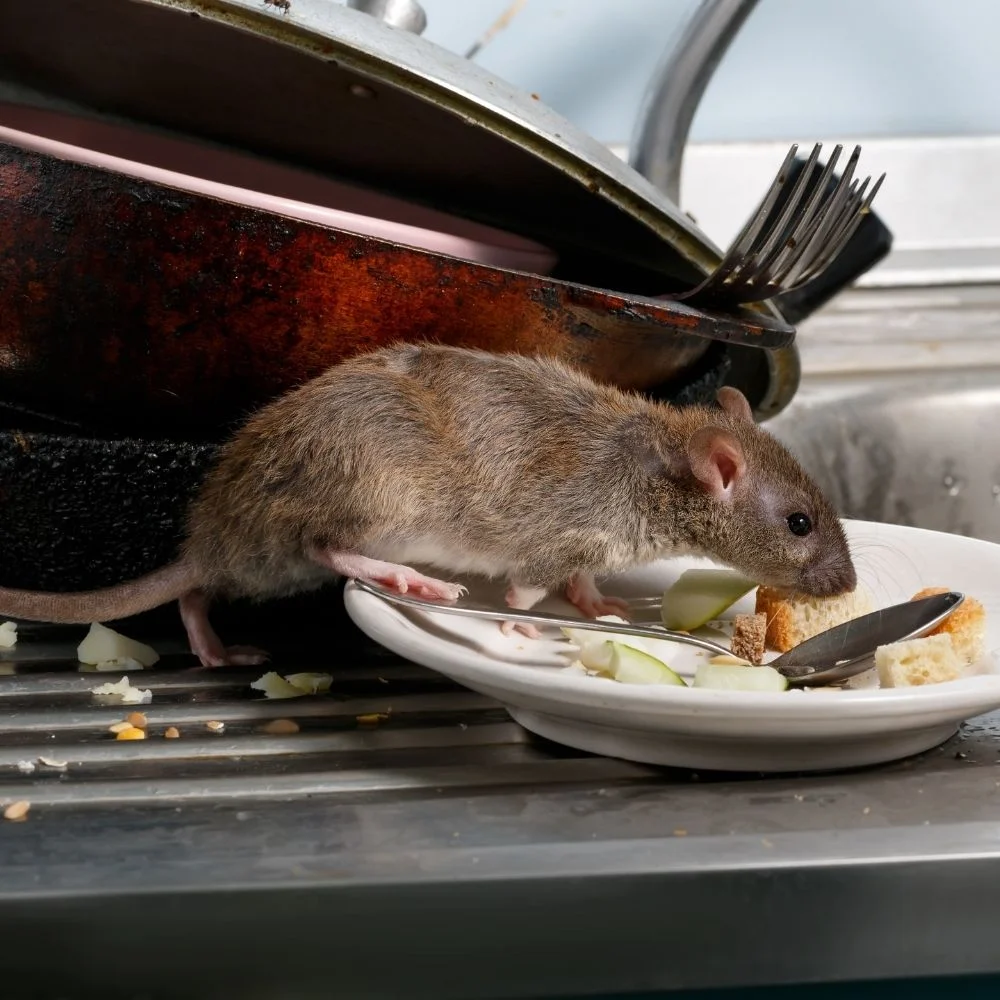 Quality RODENT EXCLUSION SERVICES