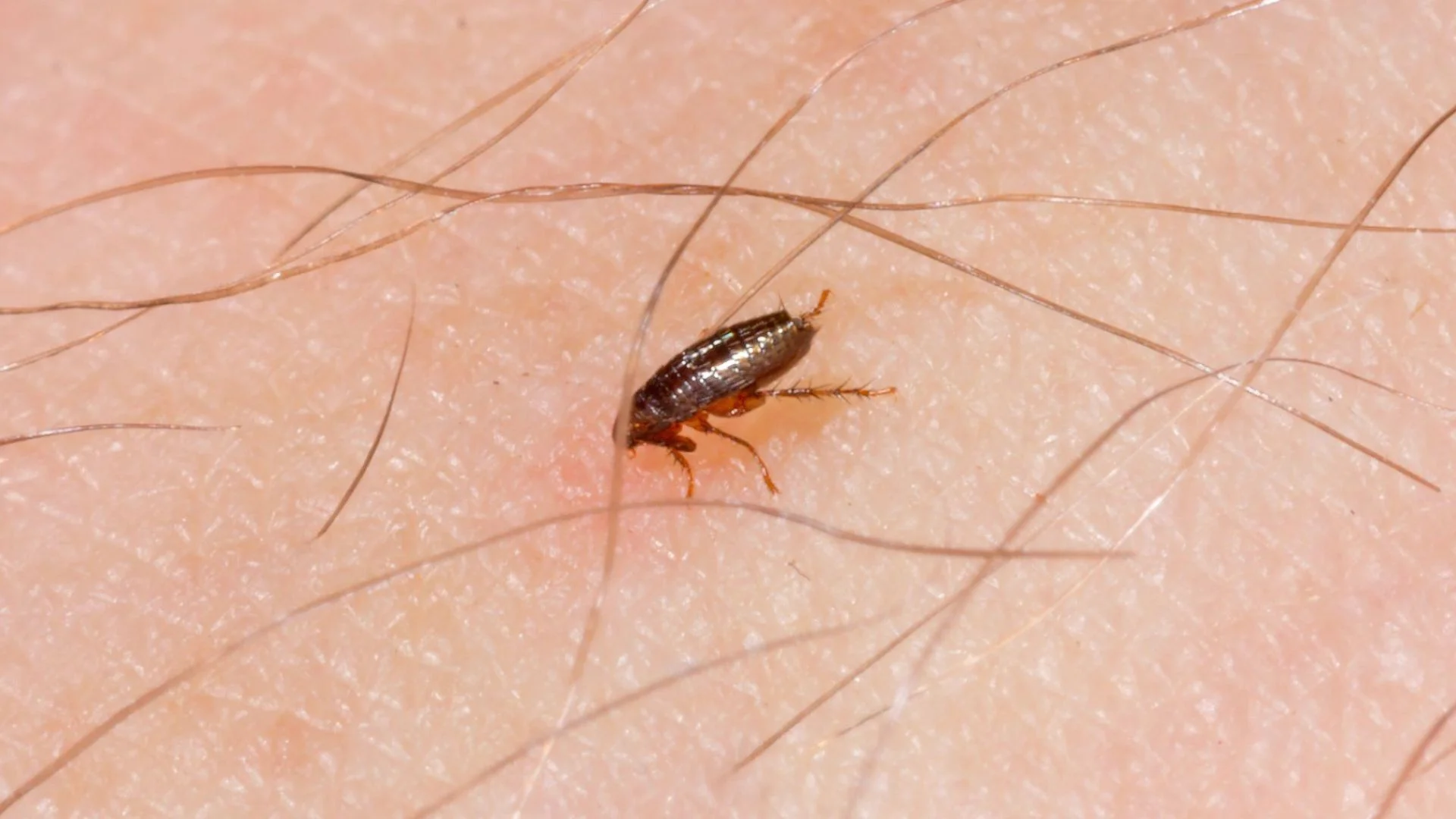 Signs of a Flea Infestation