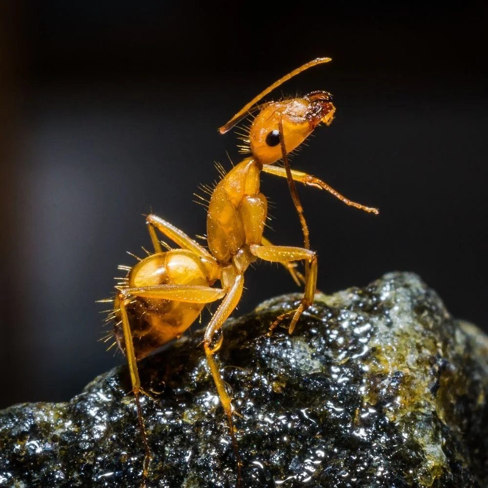 YOUR TOP CHOICE FOR ANT PEST CONTROL NEAR YOU