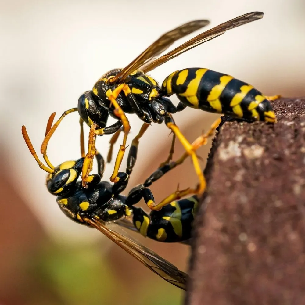Your Choice for Reliable Wasp & Bee Removal Services