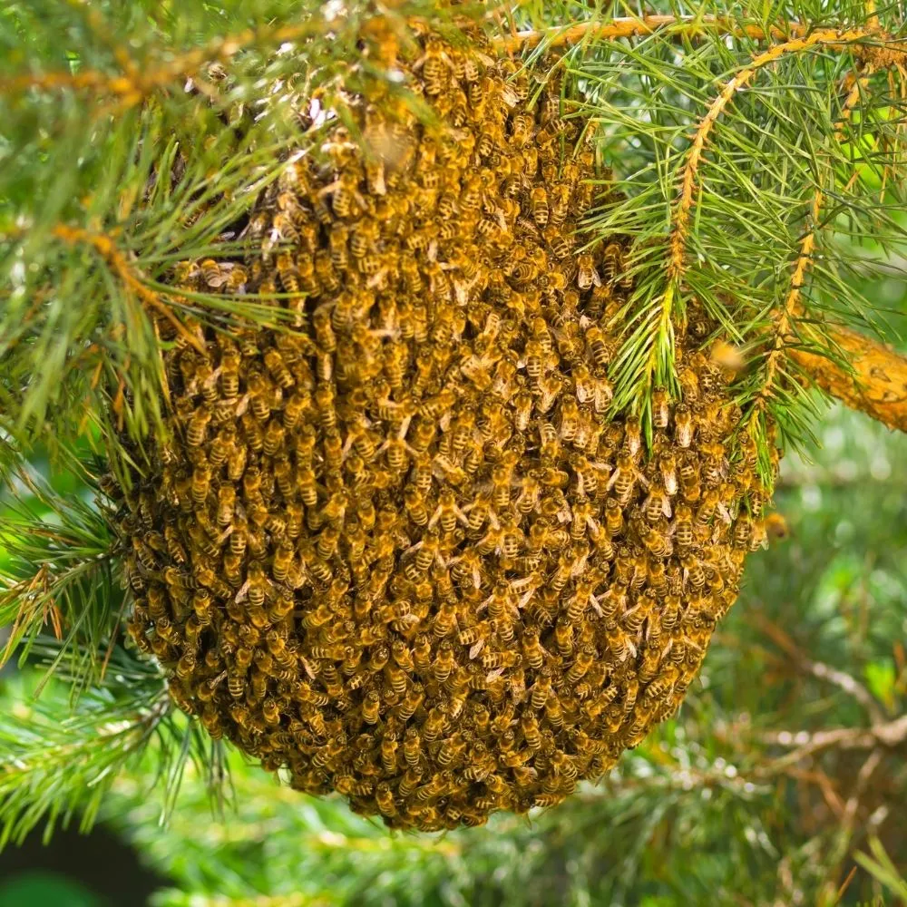 Your Choice for Reliable Wasp & Bee Removal