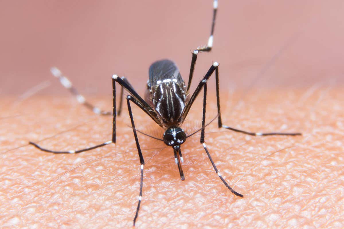mosquito