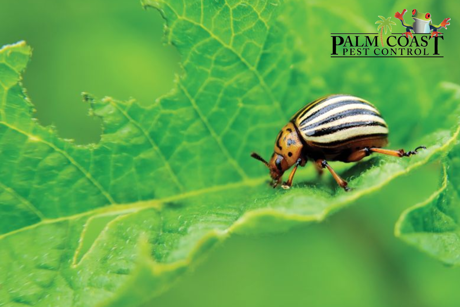 pest control cape coral