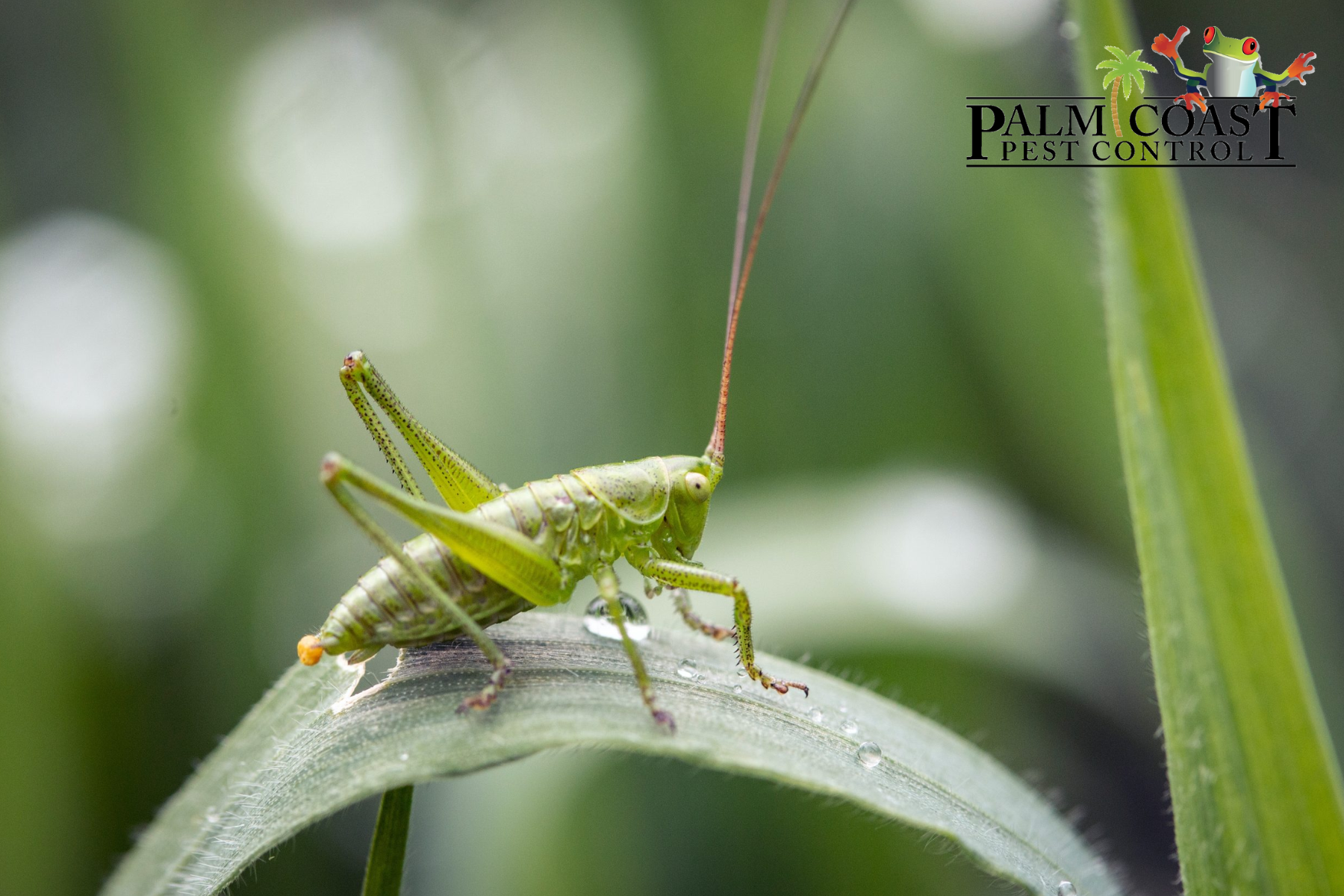 pest control cape coral
