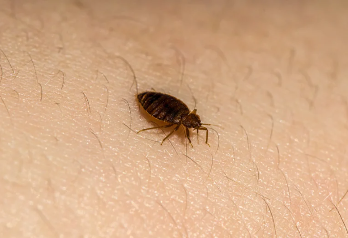 Bed bugs