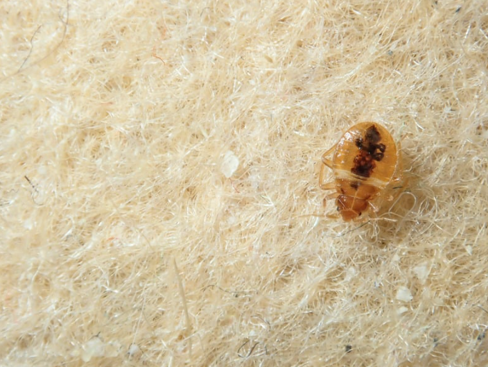 Bed bugs FL