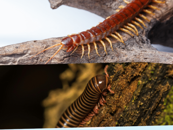 Centipedes and Millipedes FL