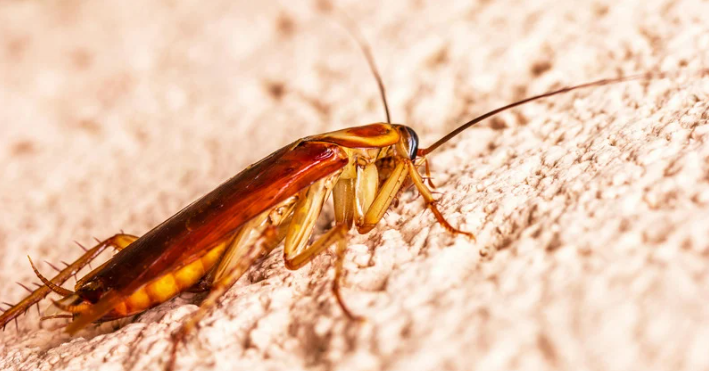 cockroaches