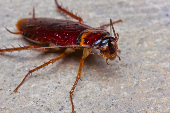 cockroaches FL
