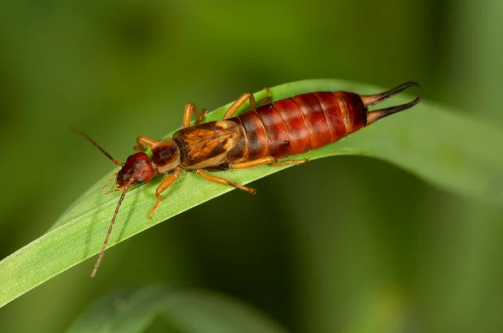 earwigs