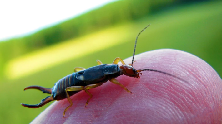 earwigs control