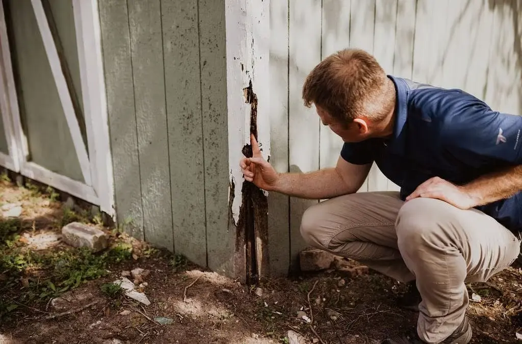 Damp wood Termite Control and Elimination With Palm Coast