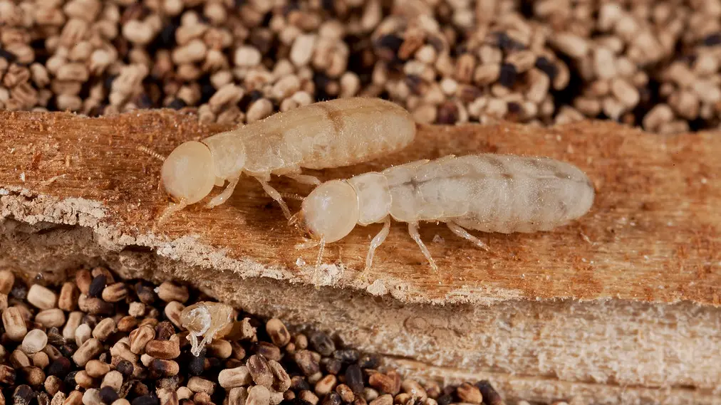 Dangers of Drywood Termite Infestations