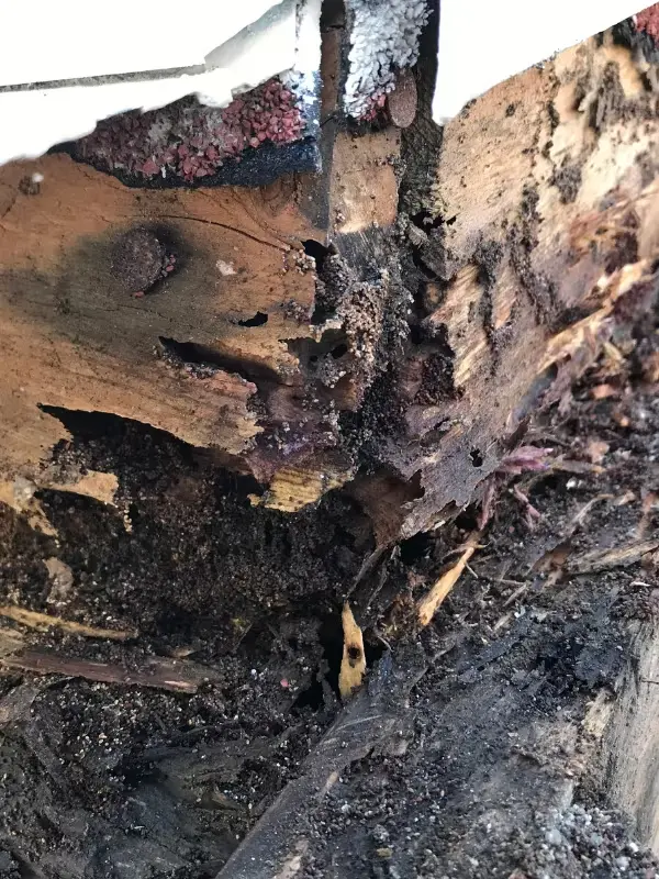 Effective Damp wood Termite Control and Elimination With Palm Coast