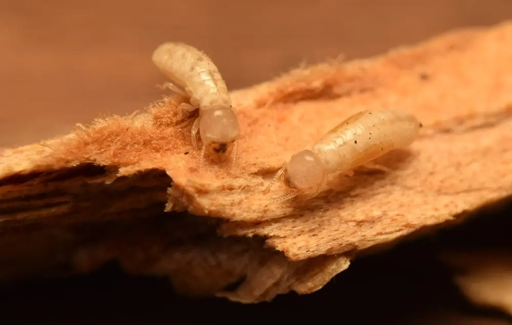 Hidden Dangers of Drywood Termite Infestations