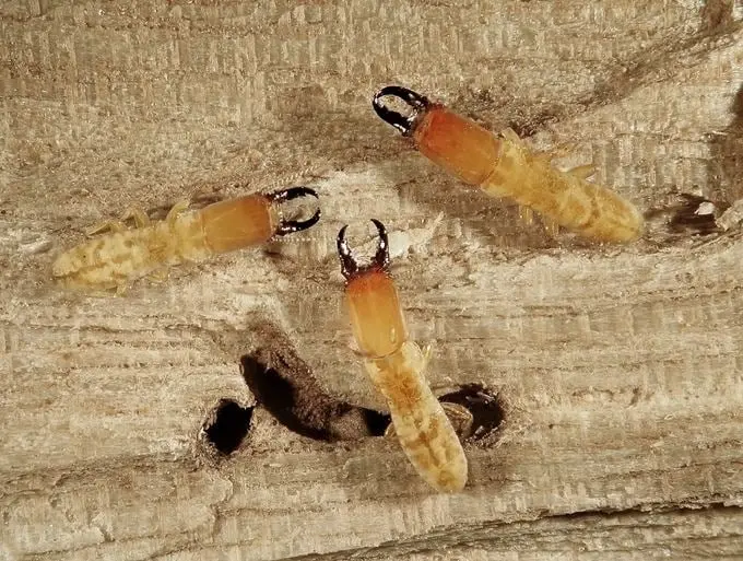 Professional Drywood Termite Protection