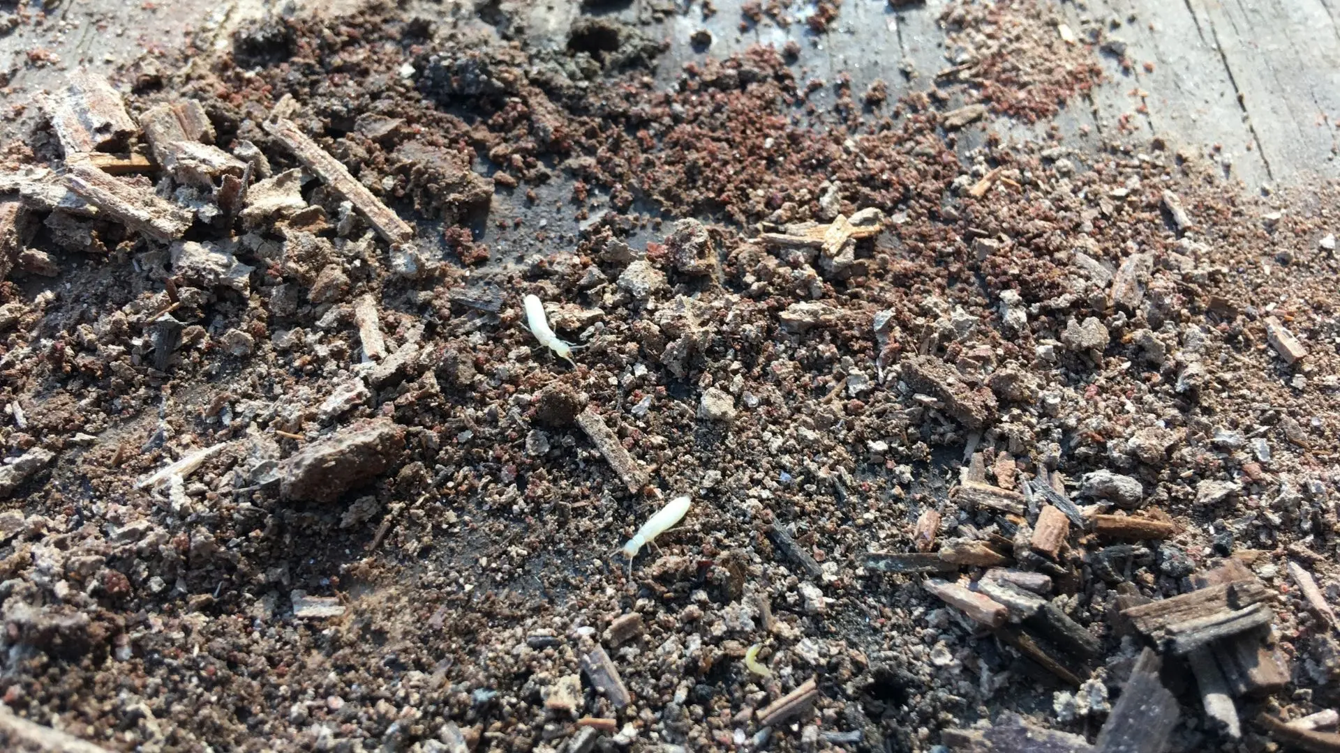 Professional Termite Protection Services