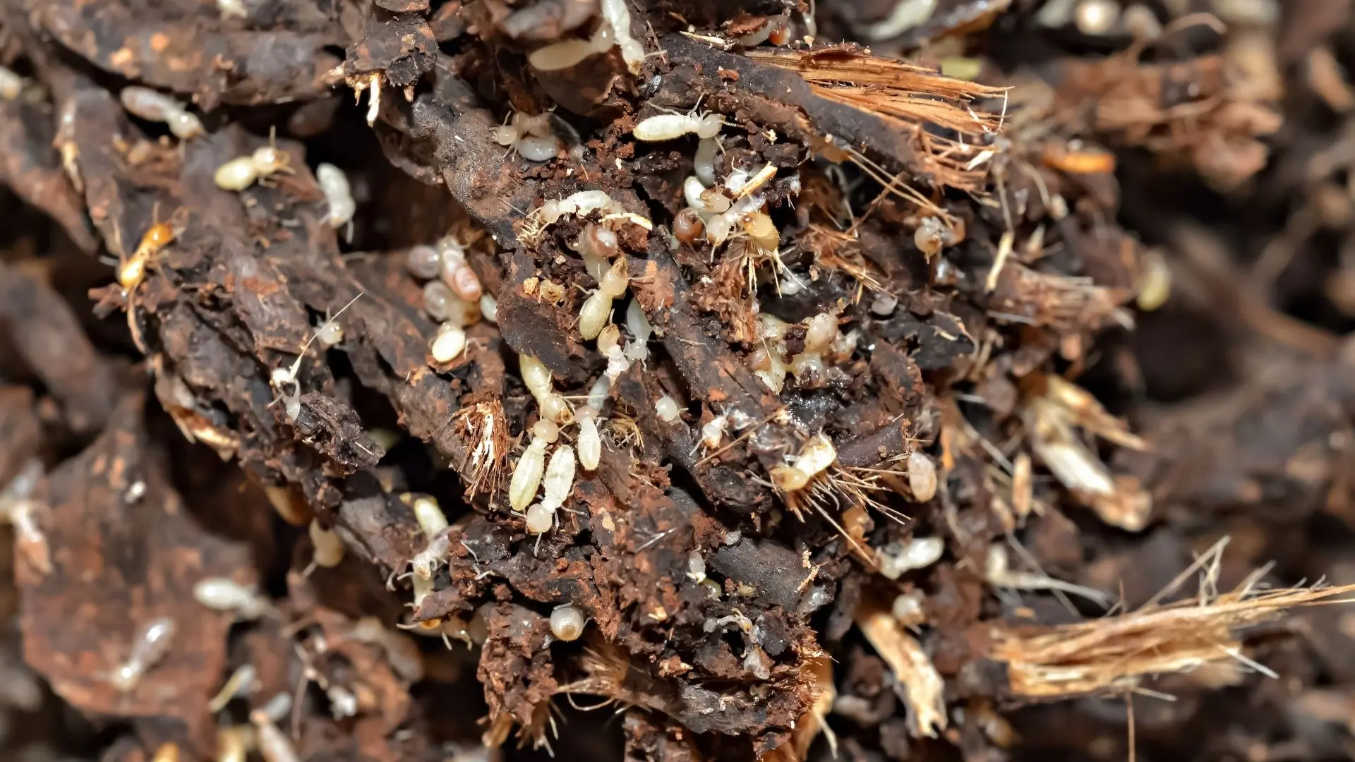 Professional Termite Protection