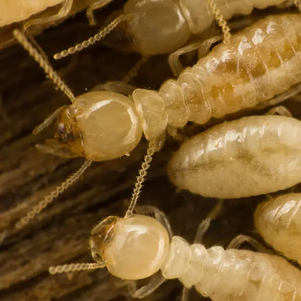 drywood-termites