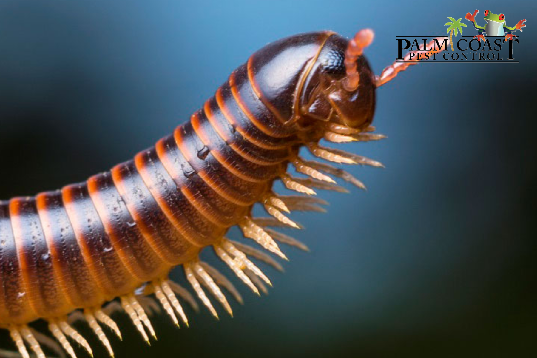 millipede