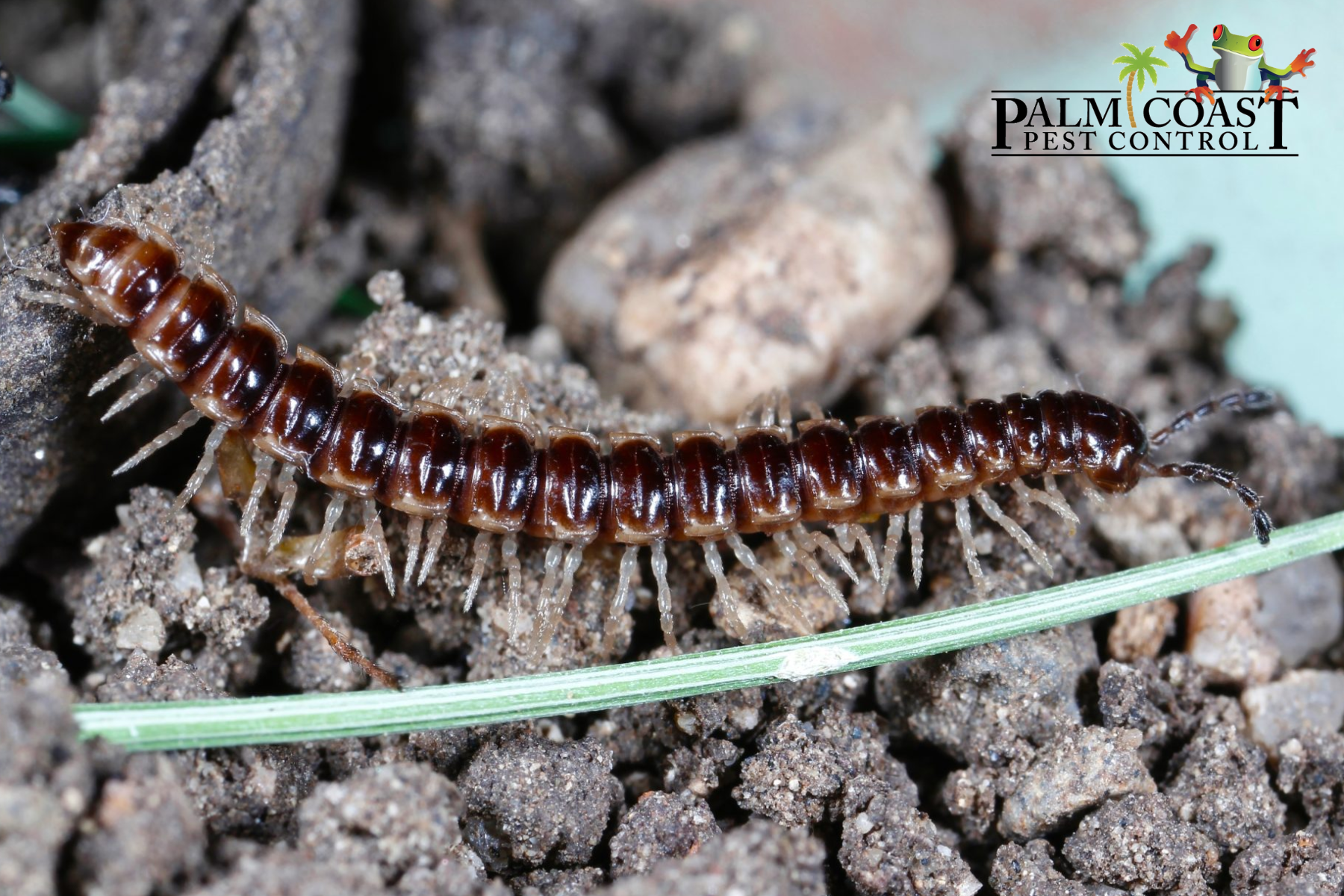 millipede