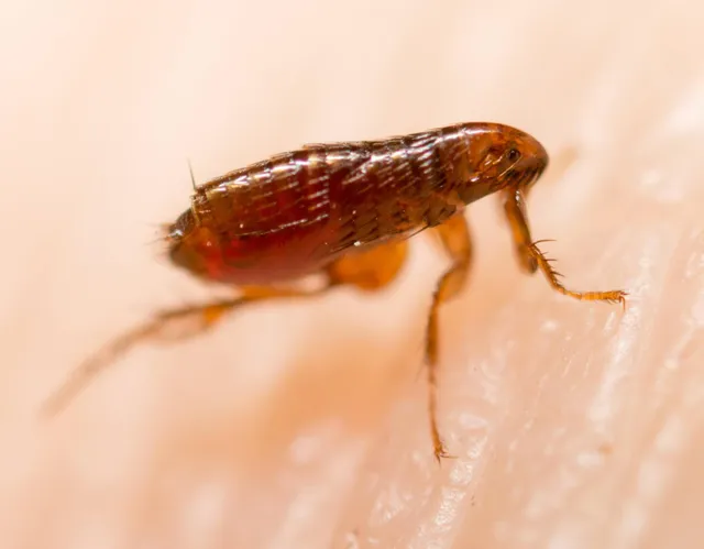 Fleas FL