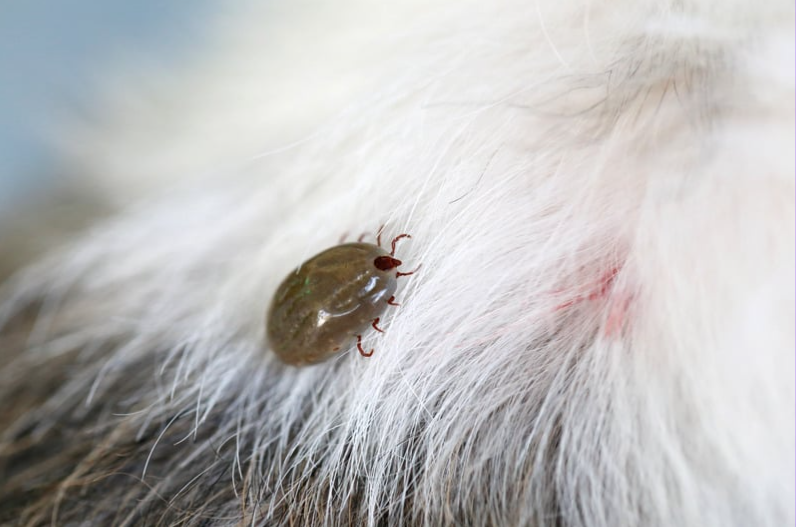 Fleas FL