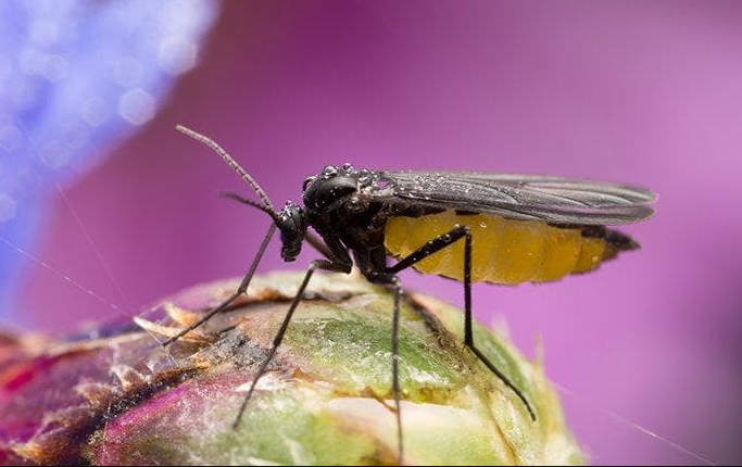 Fungus Gnats Control