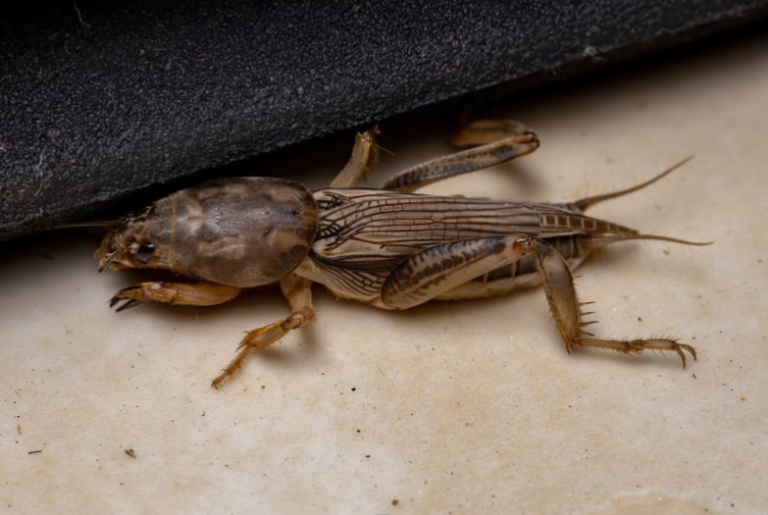 Mole Crickets