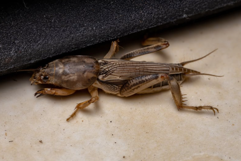 Mole Crickets